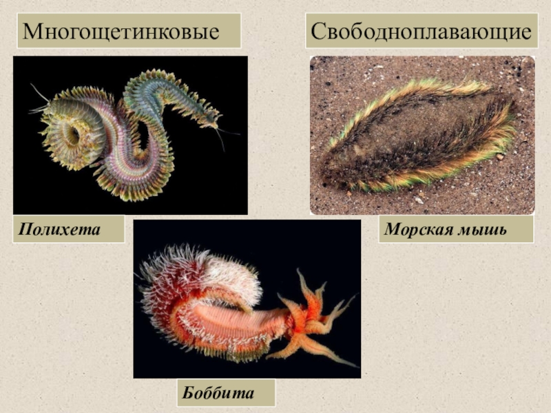 Сравните изображения личинок морского брюхоногого моллюска и морского многощетинкового червя