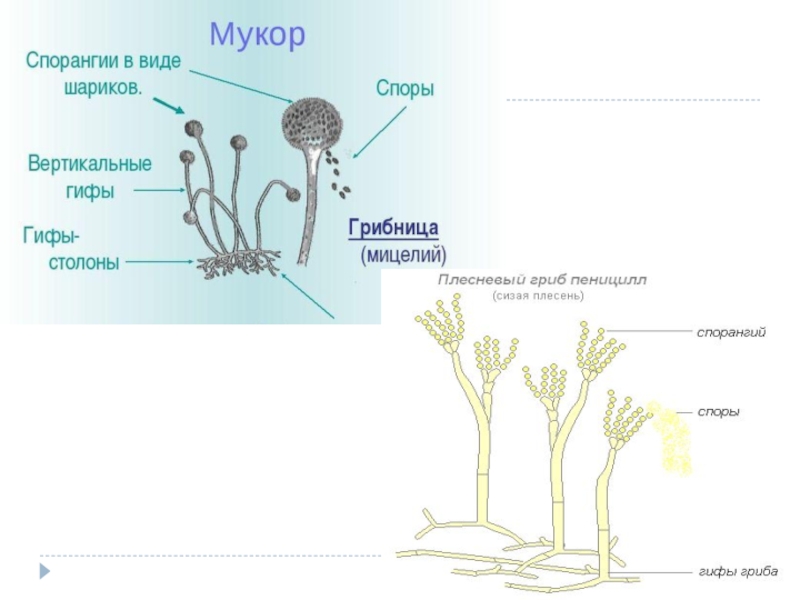 Фото мукора и пеницилла