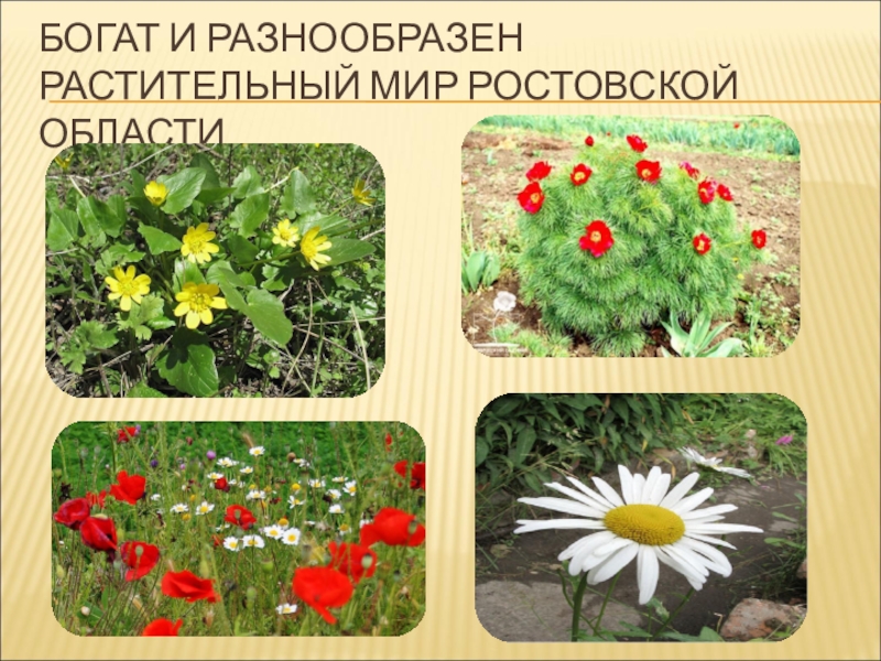 Природа донского края презентация