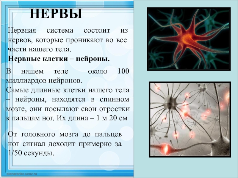 Тест на тему нервная. Интересная информация о нервной системе. Нерв состоит из нейронов. Сообщение интересные факты о нервной системе. Интересные факты о нервной системе 4 класс.