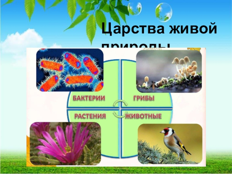 Царства природы 2 класс окружающий мир школа 21 века презентация