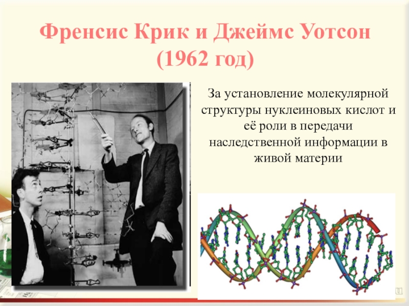 Дж крик. Открытие структуры ДНК Джеймсом Уотсоном и Фрэнсисом криком. Д Уотсон и ф крик вклад в биологию.