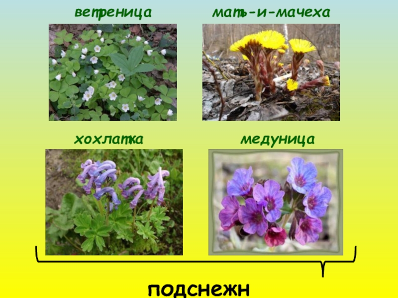 Окружающий мир 2 класс презентация на тему в гости к весне 2 класс