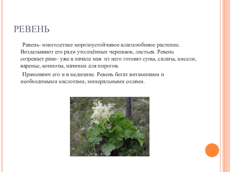 ревень огородный - rheum rhaponticum. ревень цукатный. ревень текст. ревень текст. ревень рабарбар.