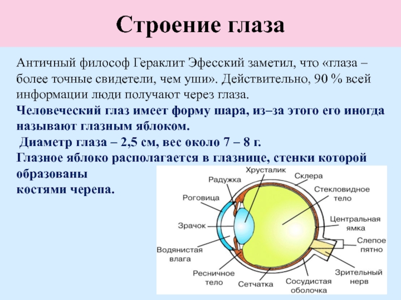 Глаз человека биология 8 класс. Строение глаза вид сбоку. Строение зрительного анализатора глазное яблоко. Орган зрения оболочки глазного яблока. Строение и функции частей глаза.