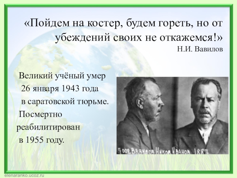 Генетические основы селекции вклад н и вавилова в развитие селекции презентация 11 класс