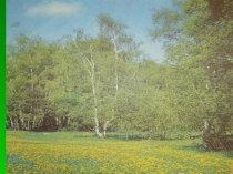 Презентация к уроку окружающего мира по теме: Какие бывают растения