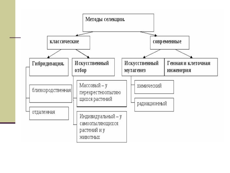 Селекция животных схема