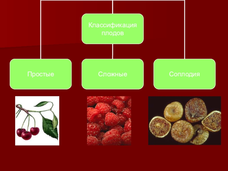 Презентация по биологии 6 класс типы плодов