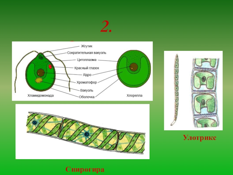 Что общего в строении изображенных на рисунке зеленых водорослей