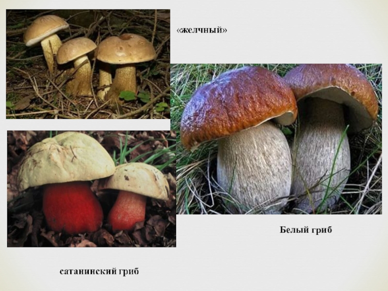 Грибы крыма презентация