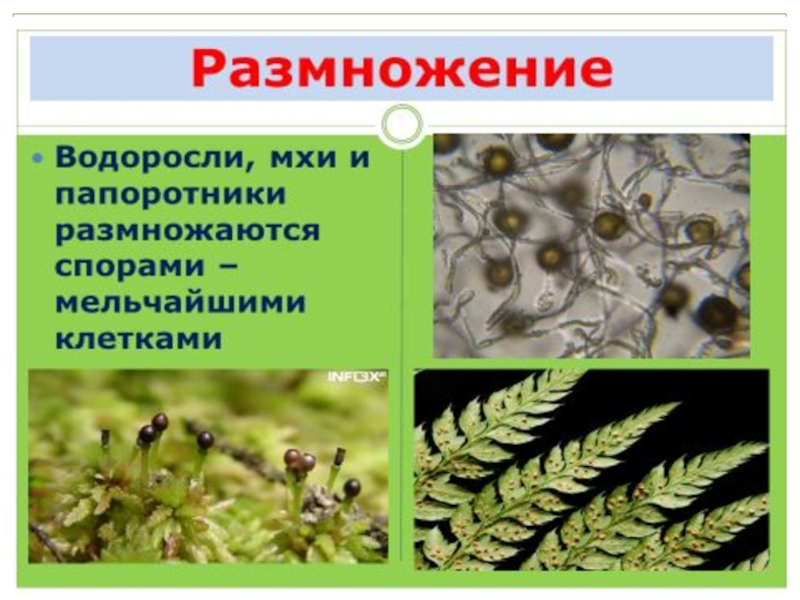 Какие размножаются спорами. Растения размножающиеся спорами. Споры водорослей. Водоросли размножаются спорами. Размножение растений спорами.