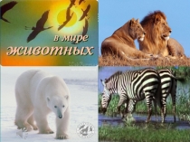 Презентация по окружающему миру Домашние животные