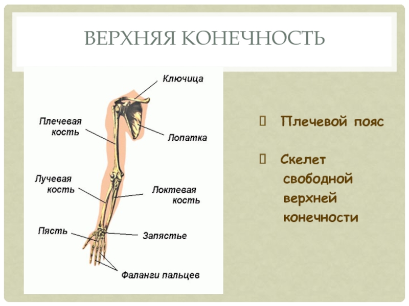 Плечевой поясСкелет  свободной  верхней  конечностиВерхняя конечность