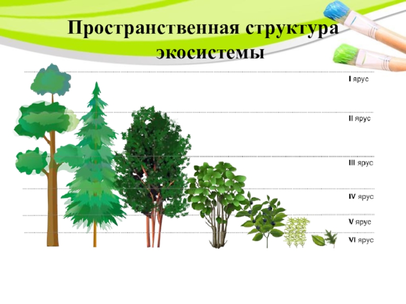 Структура экосистемы презентация