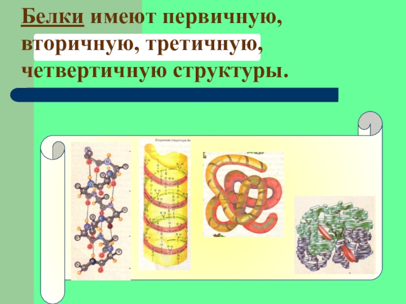 Белок обладает. Белки первичная вторичная третичная четвертичная структуры. Белок первичная структура вторичная третичная. Первичная вторичная третичная четвертичная структура. Вторичная третичная и четвертичная структура белка.