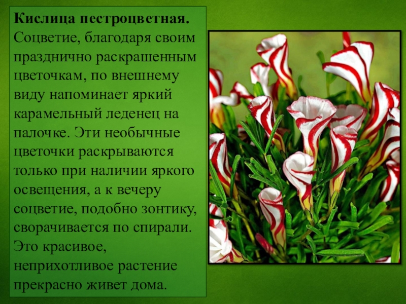 Информация о цветах памяти. Оксалис пестроцветный. Интересные сведения о цветах. Необычный цветок рассказ. Необычные цветы описание.