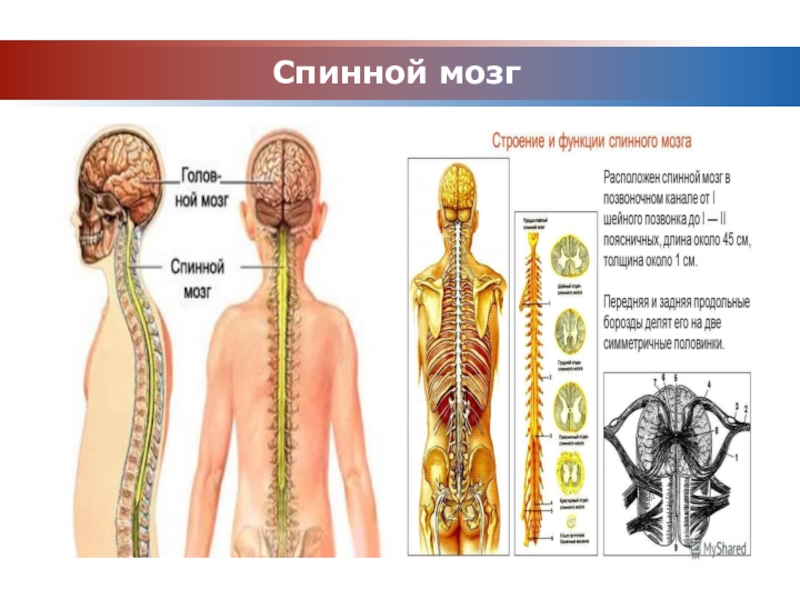 Где находится спинной мозг у человека фото признаки и лечение