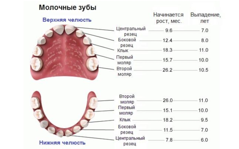 Здоровые зубы презентация