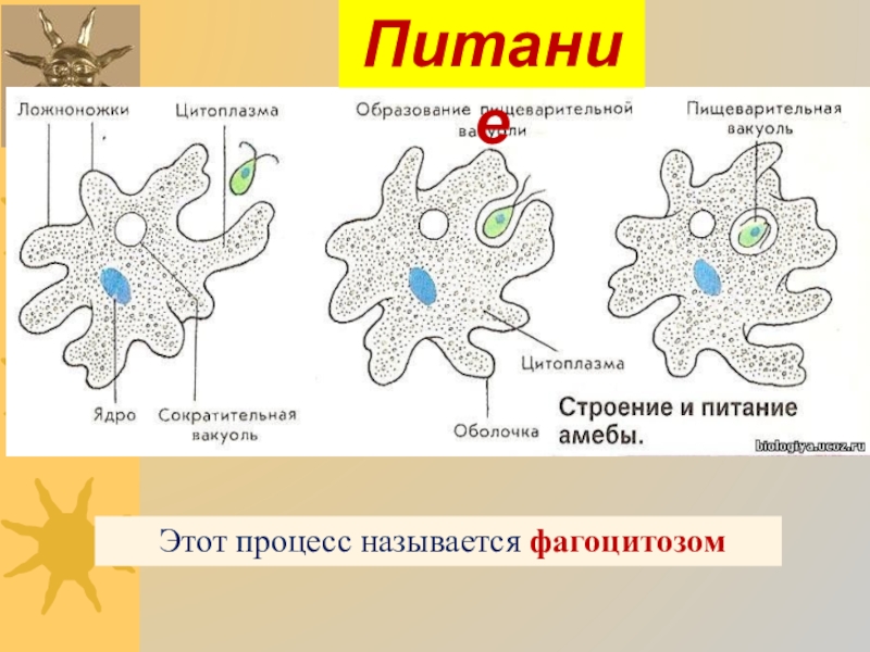 Подцарство простейшие питание. Как называется этот процесс в биологии.