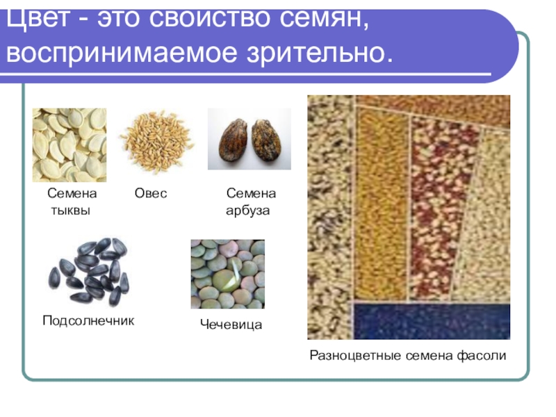 Виды семян презентация