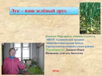 Презентация исследовательской работы Лук - наш зелёный друг