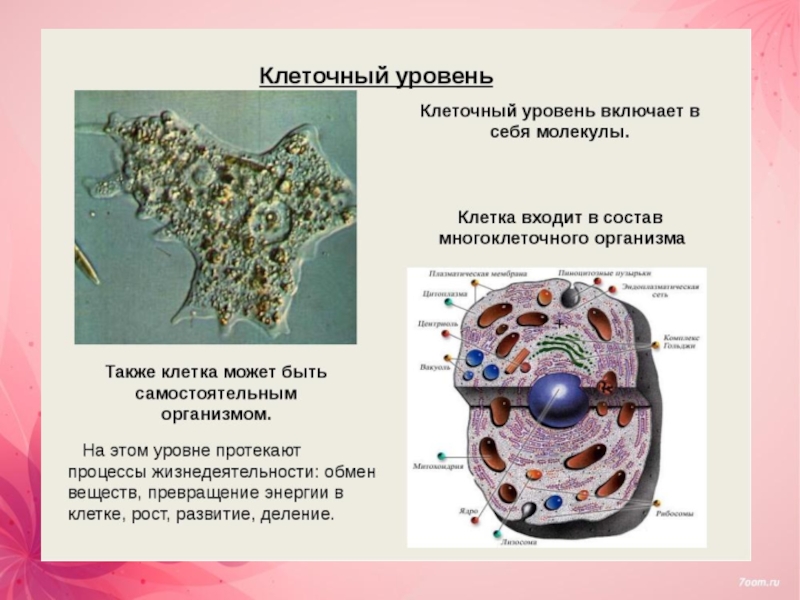 Уровни организации живого 7 класс презентация