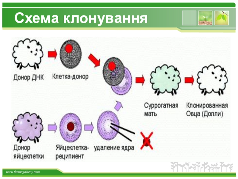 Клонування організмів проект