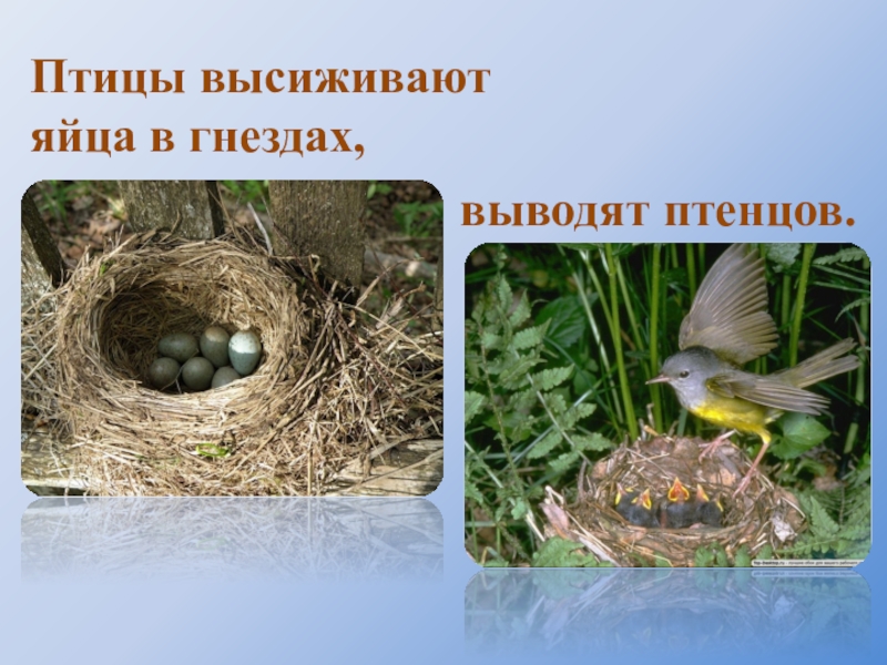 Вывод птенцов. Птицы выводят птенцов. Птенцы весной. Птица высиживает яйца. Птица строит гнездо.