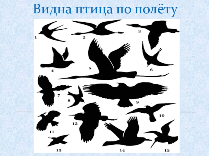 Видна птица. Видна птица по полету. Поговорка птицу видно по полету. Птицу видно по полету а добра молодца по соплям. Видна птица по полету аналог.