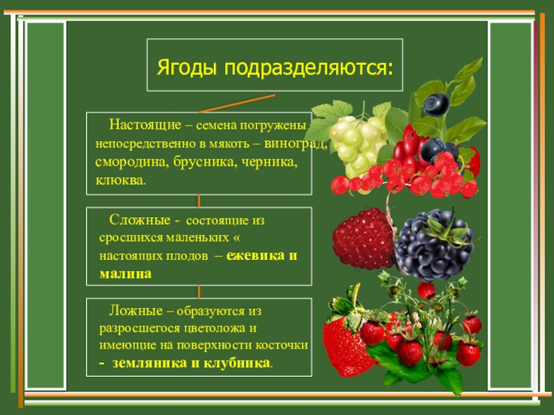 Ягодка характеристика. Классификация ягод. Фрукты и ягоды классификация. Классификация плодов и ягод. Плодовые и ягодные культуры кратко.