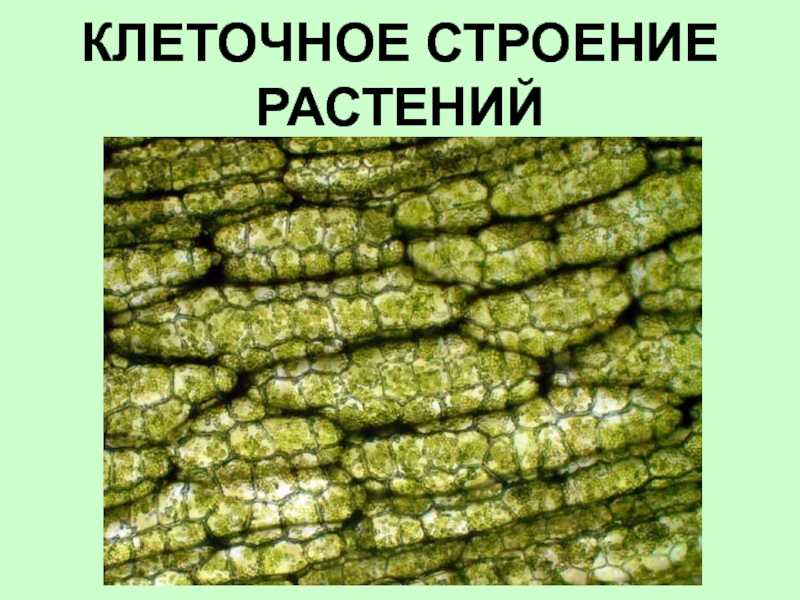 Строение растений презентация