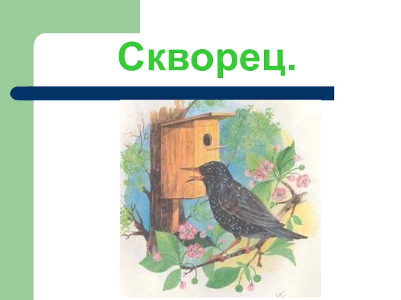 Внеклассное мероприятие птицы весной. Праздник птиц изо 1 класс презентация школа России. Куприн скворцы читать полностью