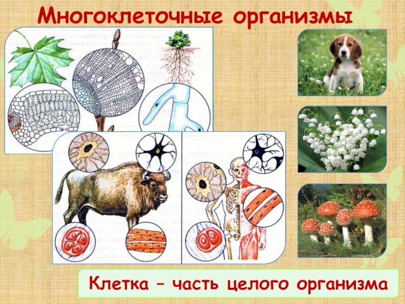 Классы многоклеточных животных