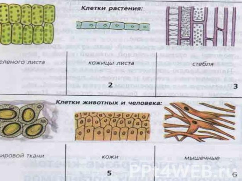 Мало клеток. Разнообразие клеток. Виды растительных клеток. Многообразие растительных клеток. Типы клеток растений.