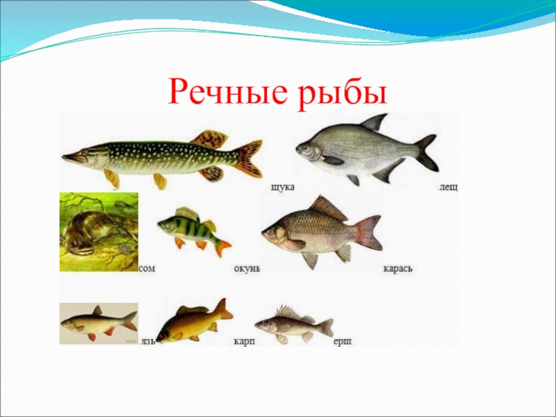 Картинка речные рыбы для детей. Рыбы Пресноводные и морские для детей. Речные рыбы. Пресноводные рыбы для дошкольников. Пресноводные рыбы названия.