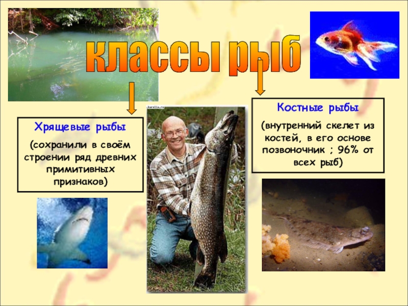 Класс рыбы костные и хрящевые презентация 7 класс