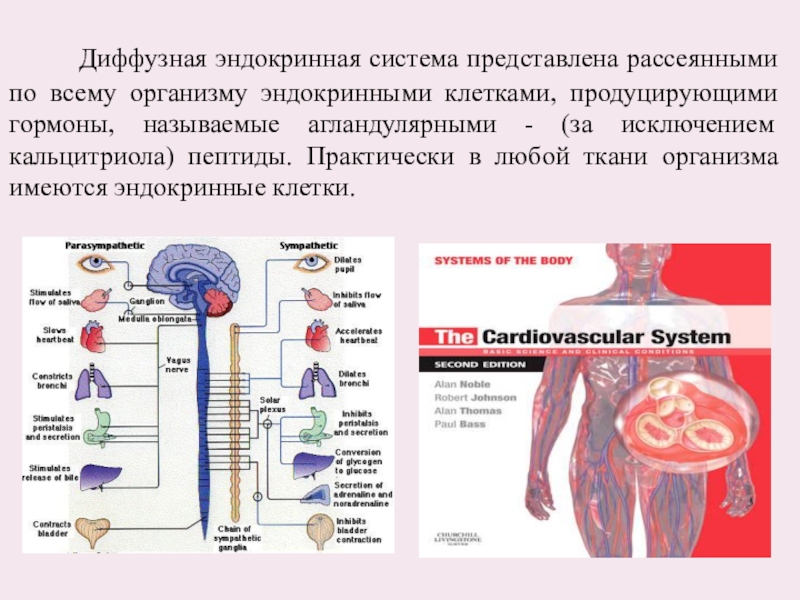 Системы представить представьте человека. Диффузная эндокринная система. Диссоциированная эндокринная система. Клетки диффузной эндокринной системы. Понятие о диффузной эндокринной системе.