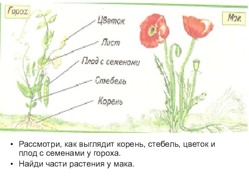 Части растения 1 класс окружающий. Мак части растения. Горох части растения. Части цветка корень стебель Мак. Мак строение растения.