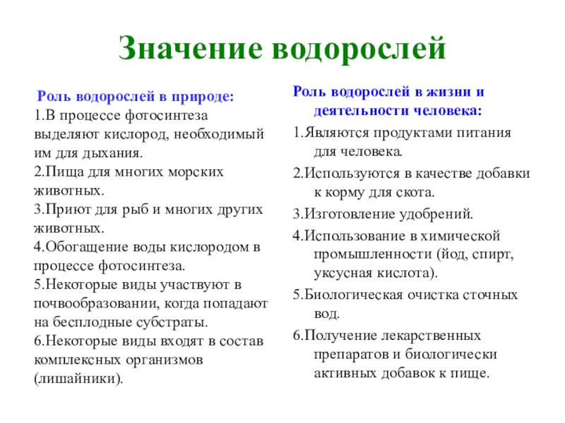 Роль водорослей в лишайнике