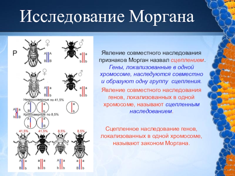 Закон моргана биология презентация