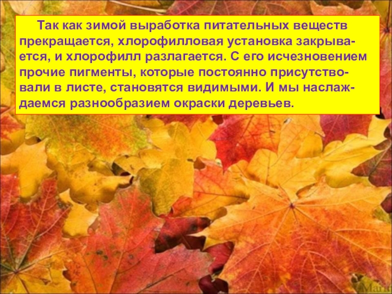 Отчего изменяется окраска листьев. Изменение окраски листьев осенью. Причины изменения окраски листьев осенью. Листья меняют цвет. Изменение окраски листьев растений.