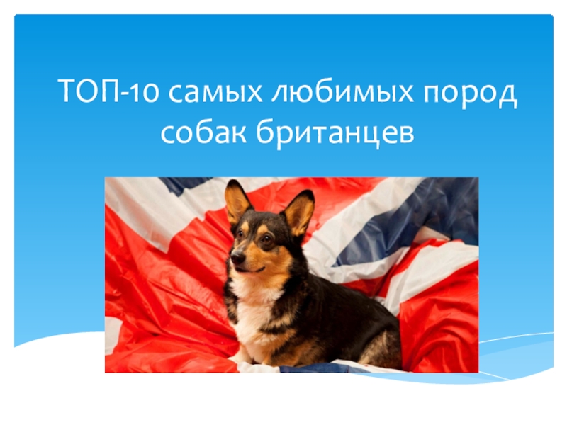 Презентация Индивидуальный проект по английскому языку Самые любимые породы собак британцев