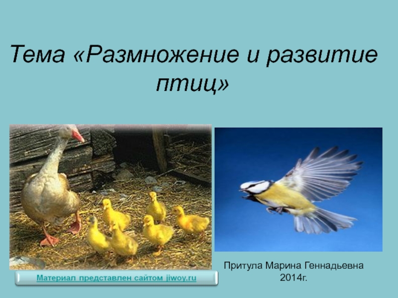 Размножение птиц презентация 7 класс. Размножение птиц. Особенности развития птиц. КСК размножаются птицы. Размножение птиц фото.