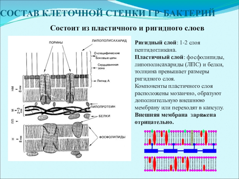 Клеточная стенка бактерий. Состав пептидогликана клеточной стенки бактерий. Состав клеточной стенки бактерий. Клеточная стенка состав у клеток. Ригидная клеточная стенка грамположительных бактерий.