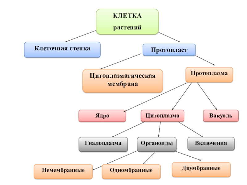 Рассмотрите предложенную схему классификации органоидов