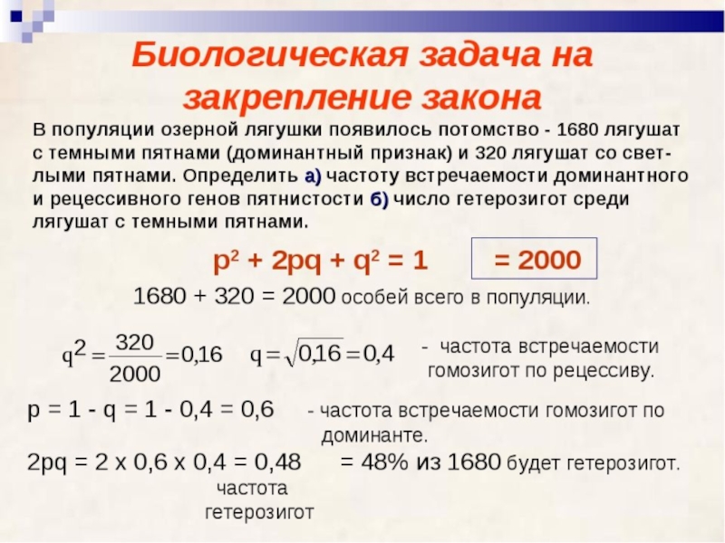 Закон харди вайнберга презентация