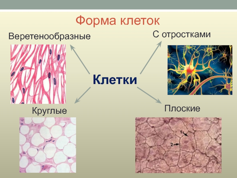 Форма клетокВеретенообразные КлеткиС отросткамиКруглыеПлоские