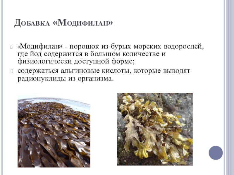 Добавка «Модифилан»«Модифилан» - порошок из бурых морских водорослей, где йод содержится в большом количестве и физиологически доступной