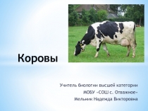 Презентация Селекция животных. Коровы